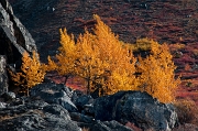 Aspens 5878